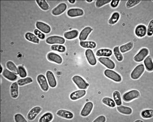 Stereum ochraceoflavum ? (Stereum rugosum)